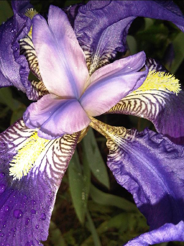 Blume