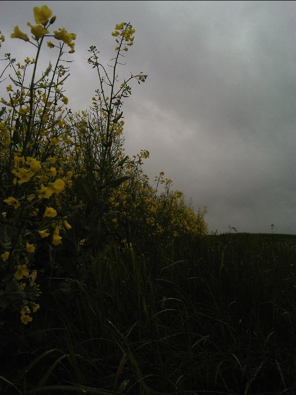 rapsiges Wetter