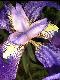 Blume