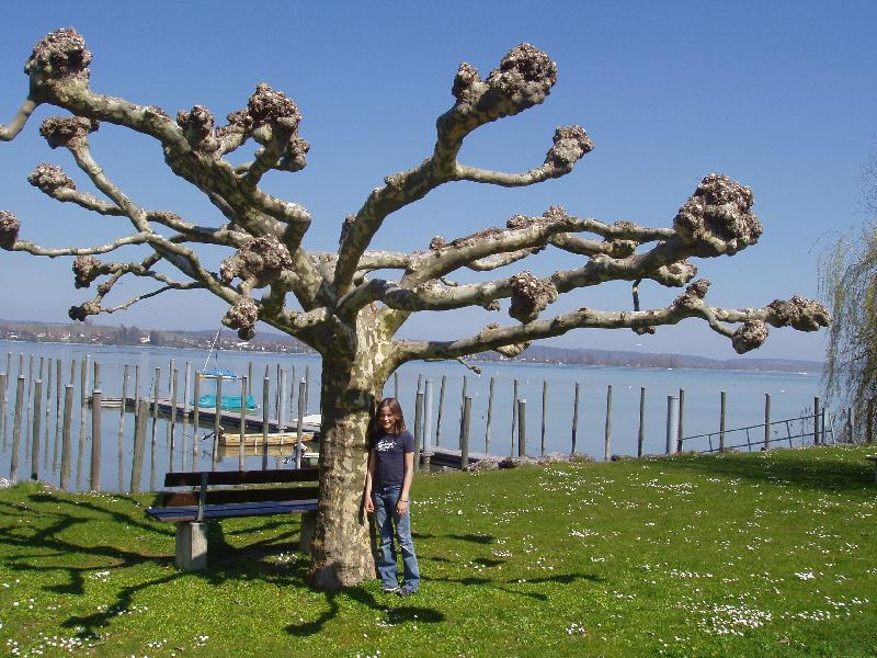 Baum