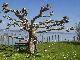 Baum