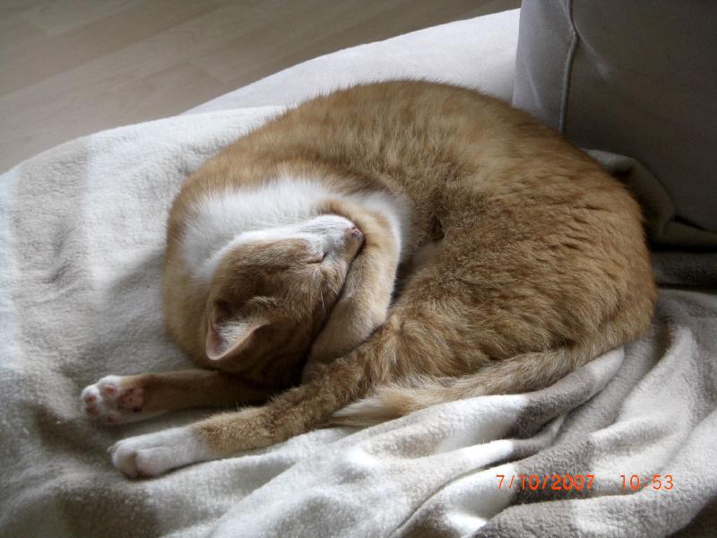 schlafender Kater