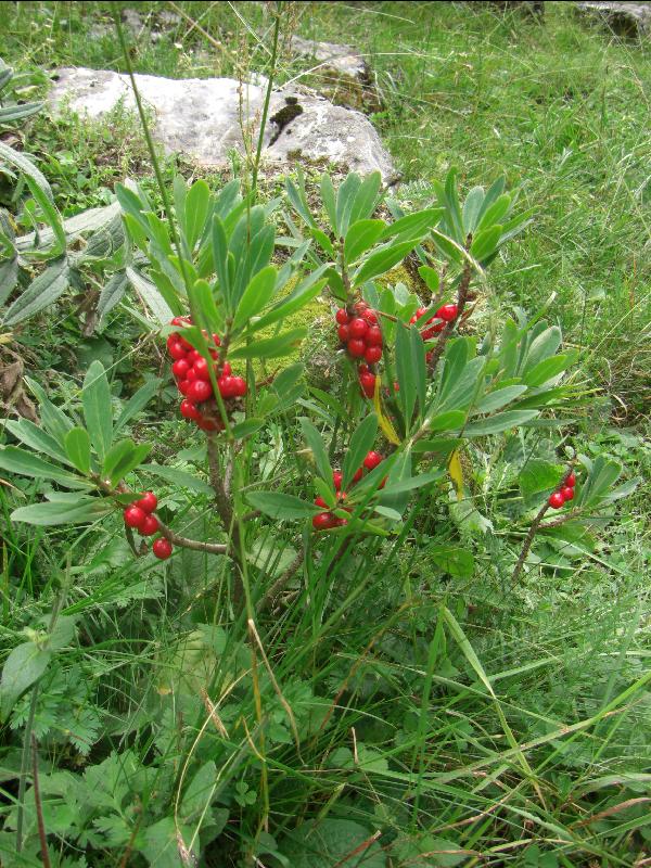 Beeren