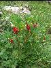 Beeren