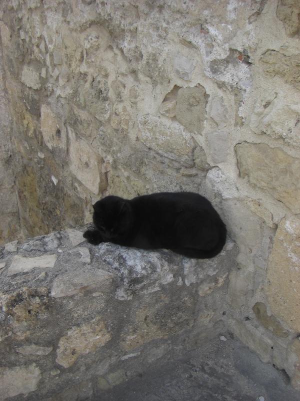 Katze