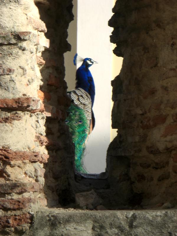 Pfau