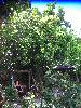 Dos Anjos Garten