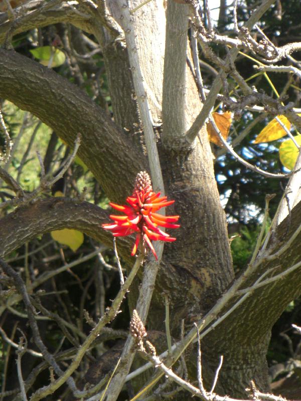 blhende Bume