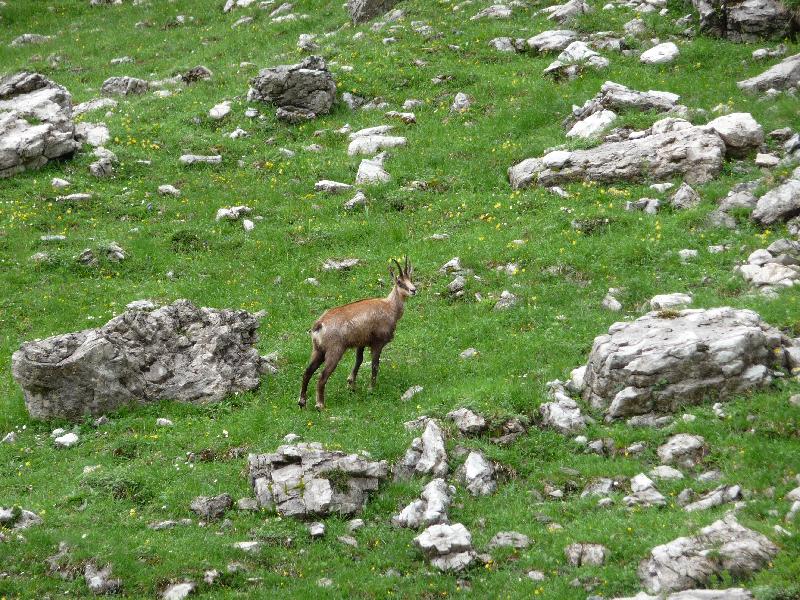 Gemse I