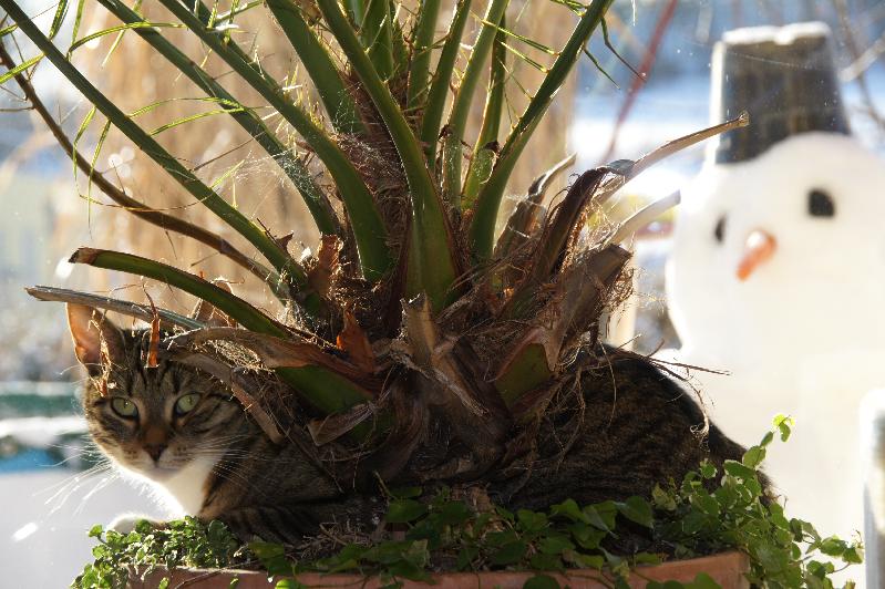 faule Katze!