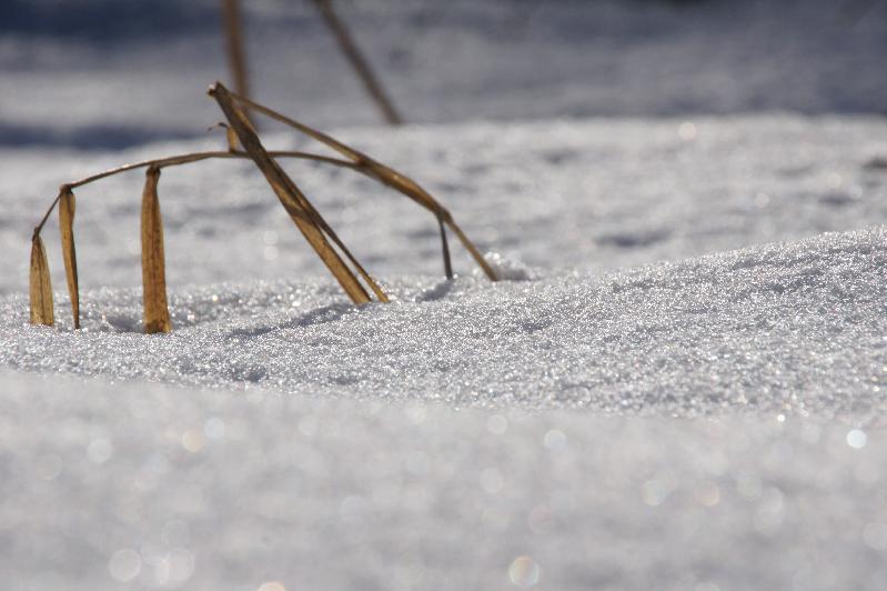 Schnee