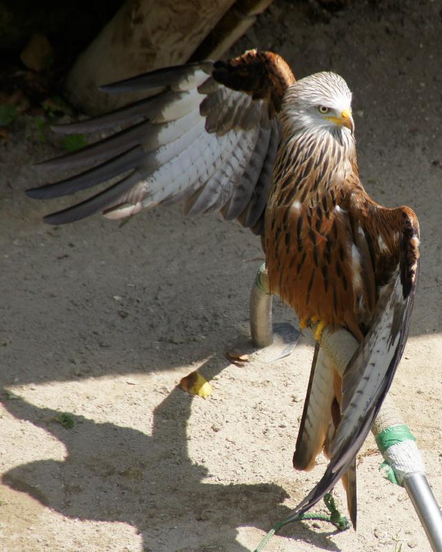 Vogel