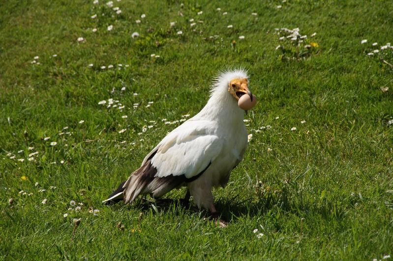 Eierei