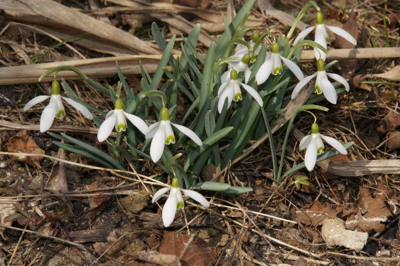 Noch mehr Schnee (Glckchen)