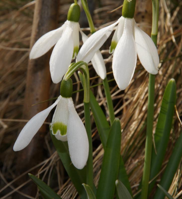 Glschneckchen