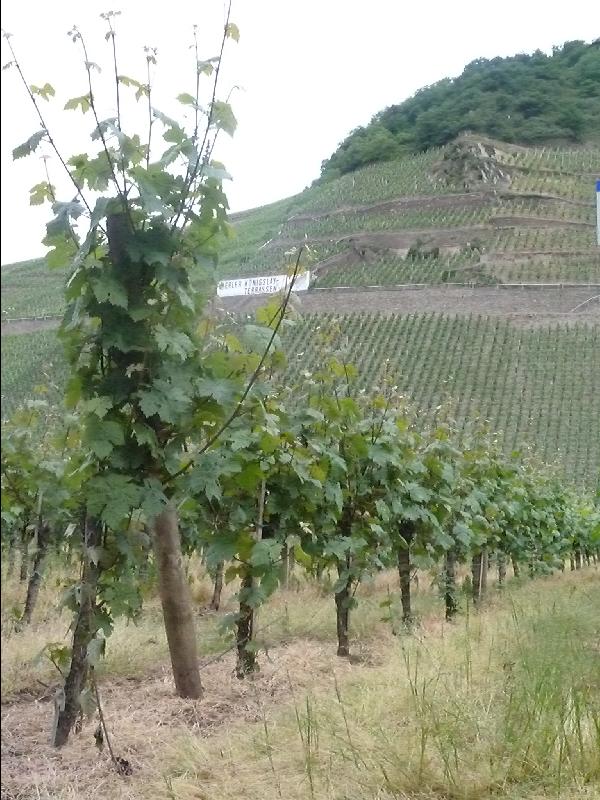 Weinhnge