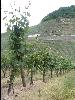 Weinhnge