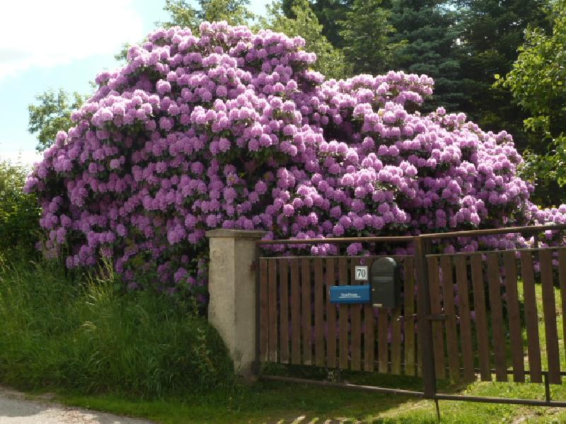 Rhododendron