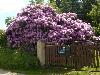 Rhododendron