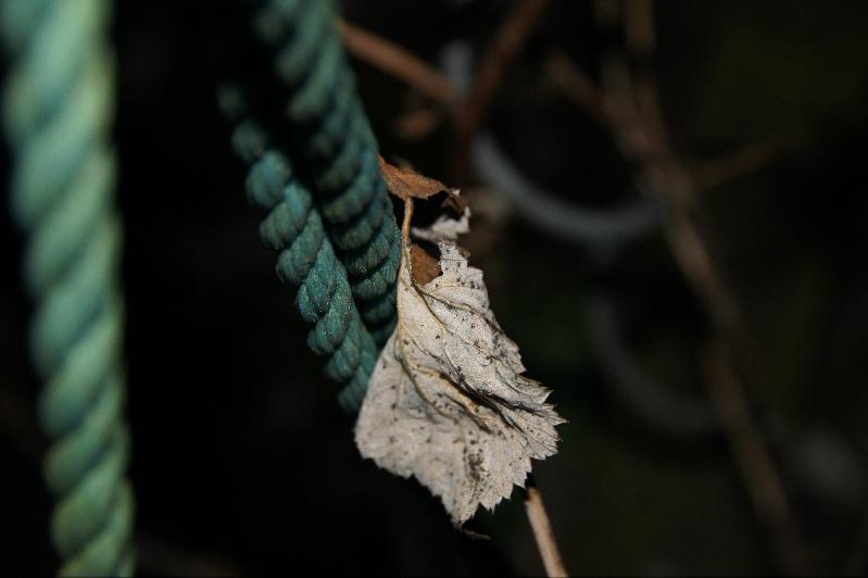 Schaukelblatt