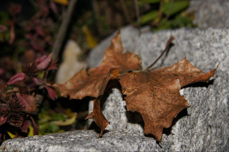 Treppenblatt