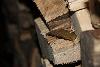 Holzbesuch
