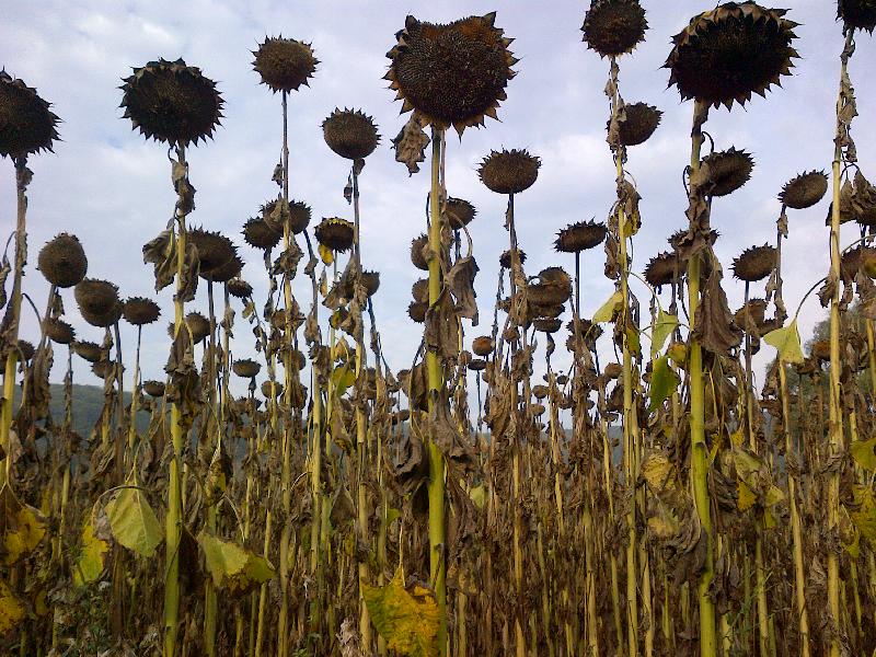 Sonnenblumenreste