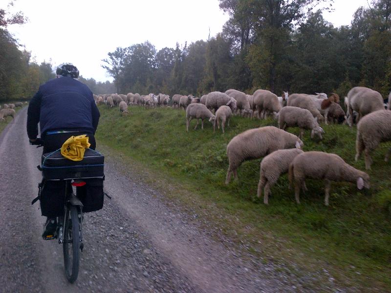 Lechdammwild