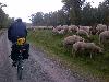 Lechdammwild