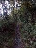 Trail