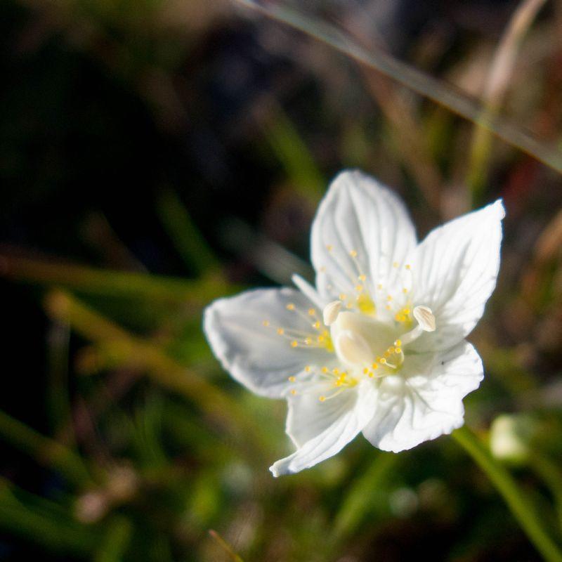 Blume