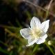 Blume