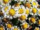 Blume II