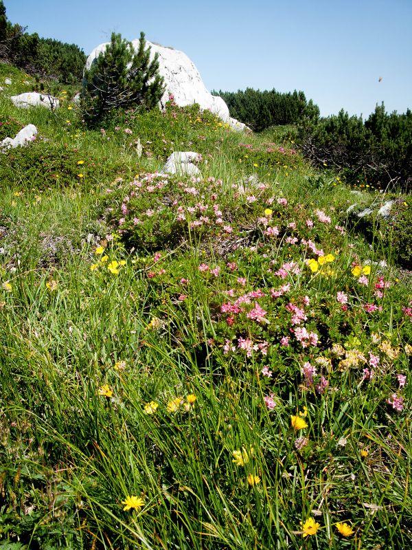 Wiesenmatten im August