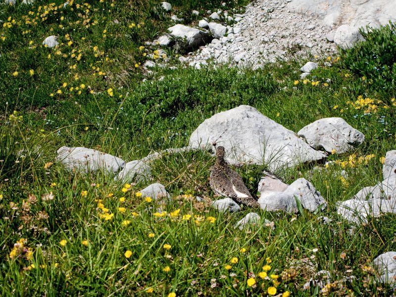 Karstblumen mit Vogel