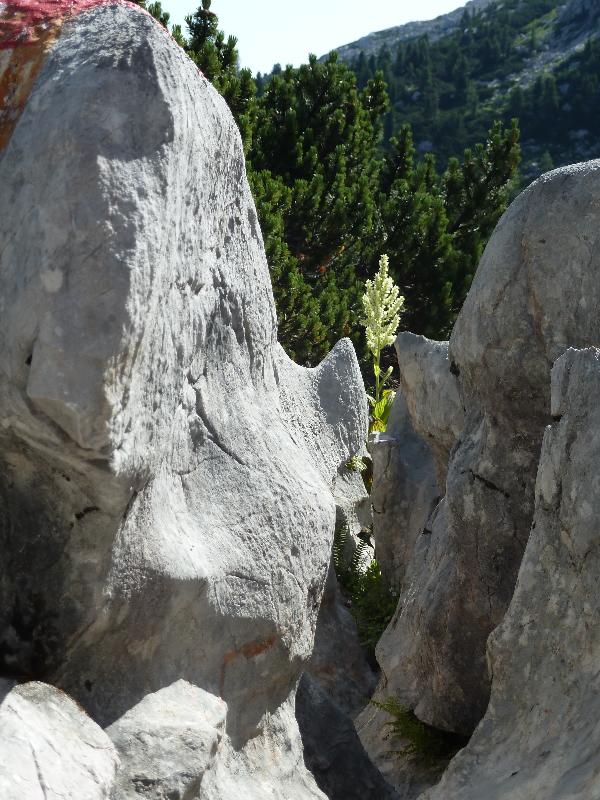 Karstschlucht II