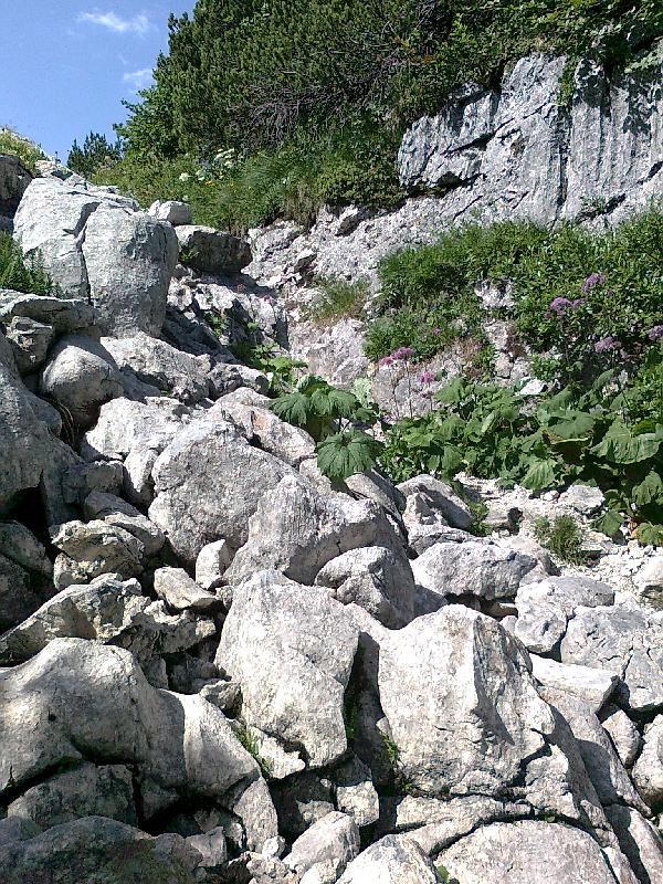 Karst und Blumen