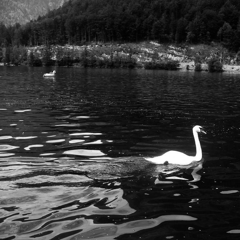 mein lieber Schwan!