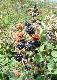 Frutti di Bosco