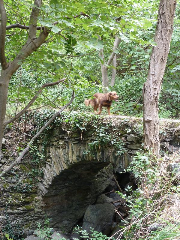 Brckenhund