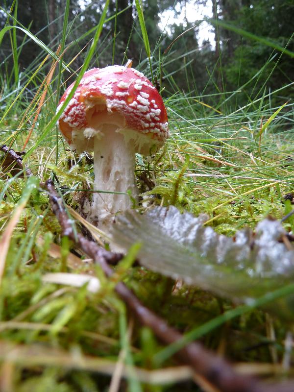 Pilz
