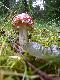 Pilz