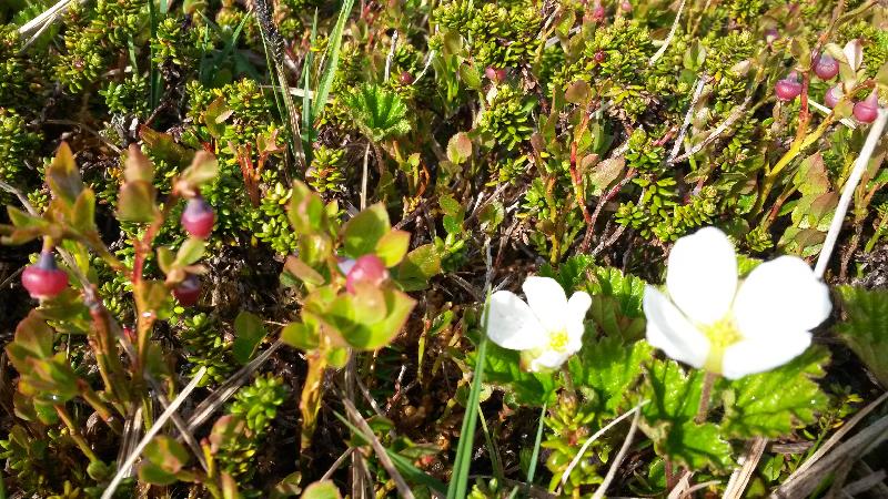 Natur