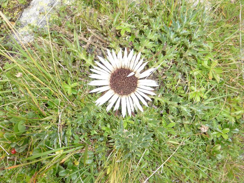 Alpines und disteliges Grün