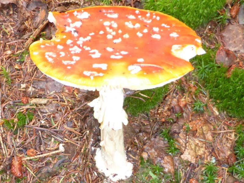 Pilz