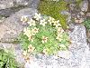matte Mattenblumen