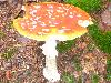 Pilz