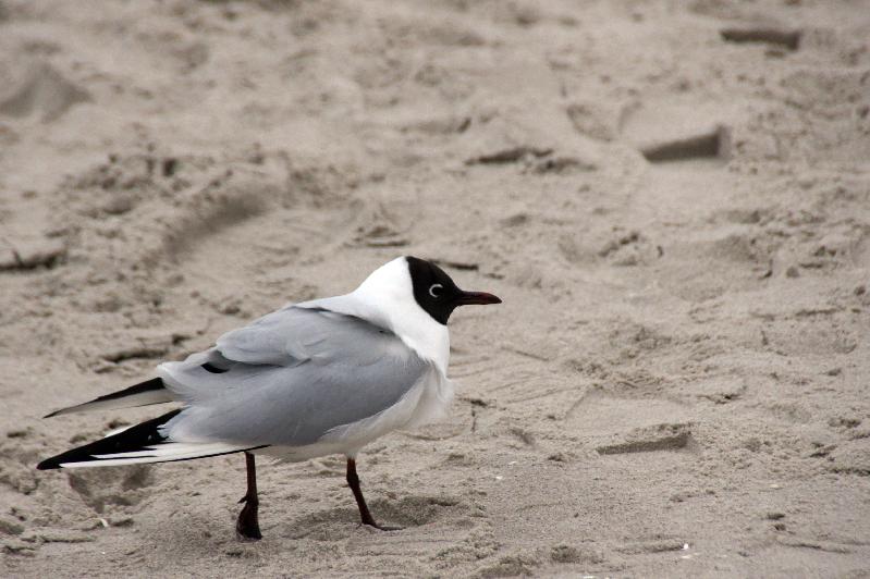 Mve am Strand