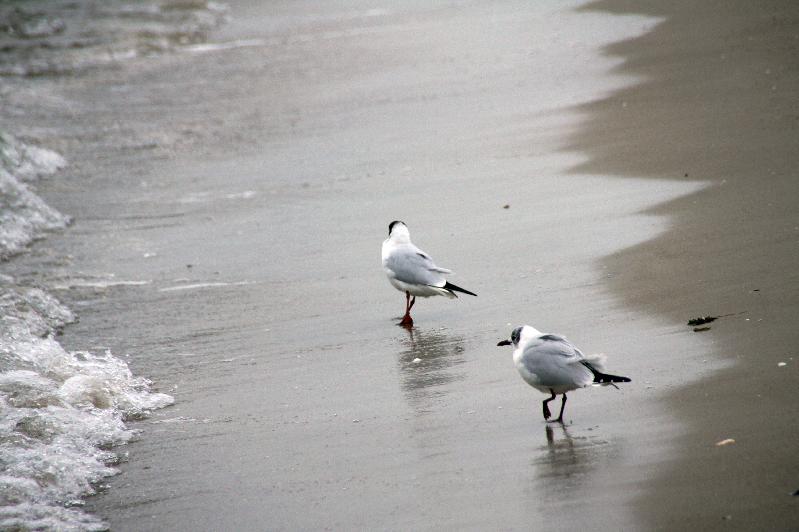 Mven am Strand