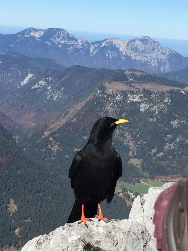 Alpendohle